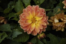 image of flower