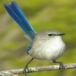 image of bird