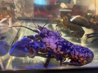 image of animal