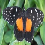image of animal