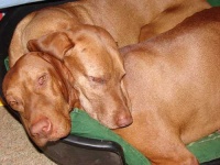 image of vizsla