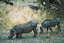 image of warthog