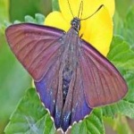 image of animal