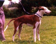 image of ibizan_hound