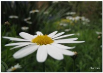 image of daisy