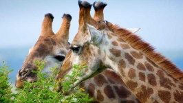 image of animal