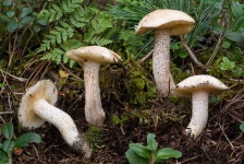 image of mushrooms