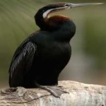 image of bird