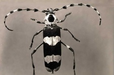image of animal