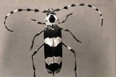 image of beetle #4