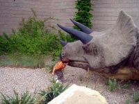 image of triceratops