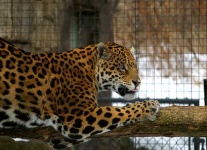 image of jaguar