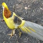 image of bird