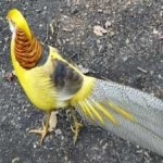 image of golden_pheasant #24