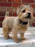 image of norwich_terrier