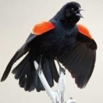 image of bird