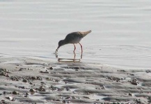 image of oystercatcher