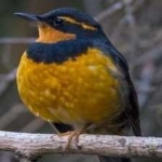 image of bird