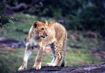image of animal
