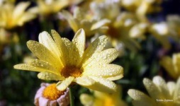 image of daisy