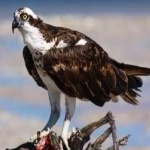 image of bird