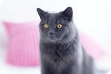 image of animal