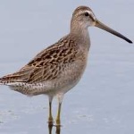 image of bird