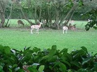 image of gazelle