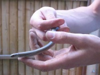 image of thunder_snake