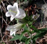 image of flower