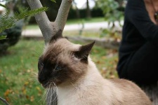 image of siamese #11