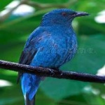image of bird