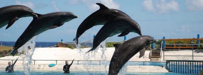 image of animal