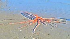 image of animal