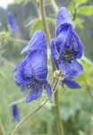 image of flower