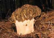 image of gyromitra
