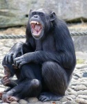 image of chimpanzee