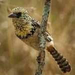 image of bird