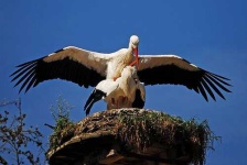 image of white_stork