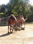 image of arabian_camel