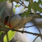 image of bird