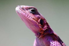 image of agama