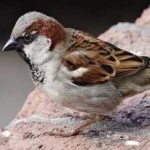 image of bird
