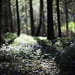 image of forest