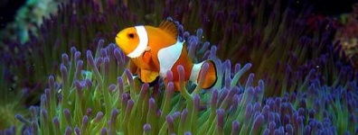 image of anemone_fish