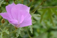 image of flower