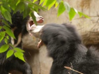 image of sloth_bear #17