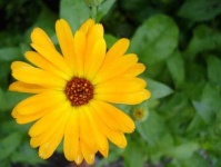 image of flower