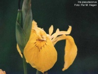 image of flower