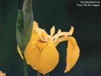 image of yellow_iris #39